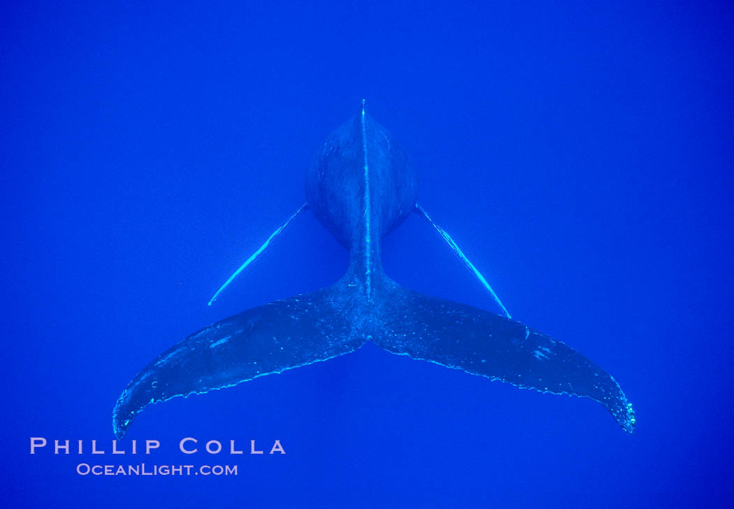 Adult male humpback whale singing, suspended motionless underwater.  Only male humpbacks have been observed singing.  All humpbacks in the North Pacific sing the same whale song each year, and the song changes slightly from one year to the next. Maui, Hawaii, USA, Megaptera novaeangliae, natural history stock photograph, photo id 02813