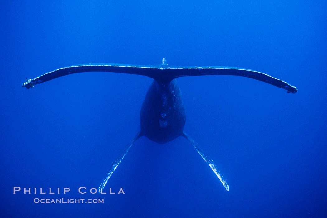 Adult male humpback whale singing, suspended motionless underwater.  Only male humpbacks have been observed singing.  All humpbacks in the North Pacific sing the same whale song each year, and the song changes slightly from one year to the next. Maui, Hawaii, USA, Megaptera novaeangliae, natural history stock photograph, photo id 04485