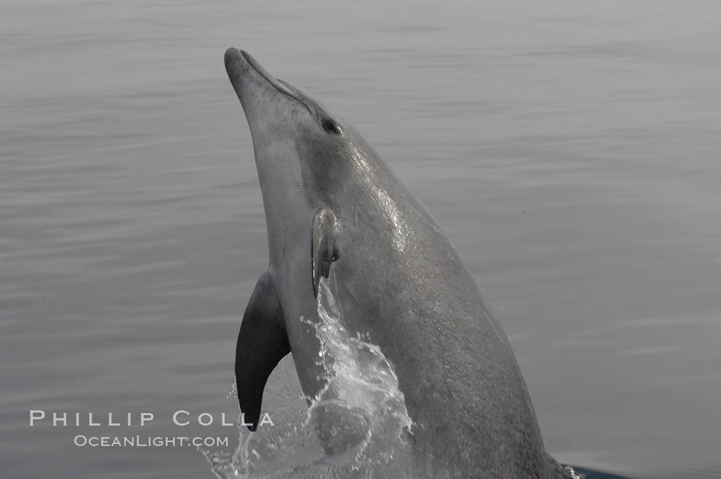 A curious Pacific bottlenose dolphin leaps from the ocean surface to look at the photographer.  Open ocean near San Diego. California, USA, Tursiops truncatus, natural history stock photograph, photo id 07166