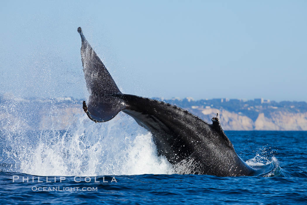 A humpback whale raises it fluke out of the water, the coast of Del Mar and La Jolla is visible in the distance, Megaptera novaeangliae