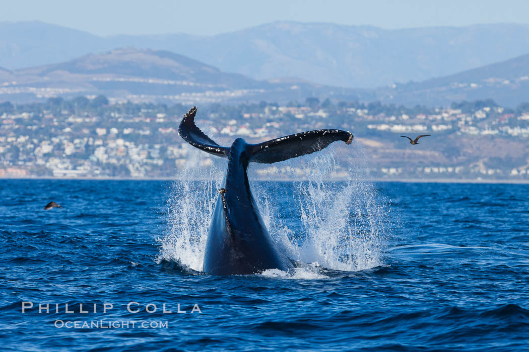 A humpback whale raises it fluke out of the water, the coast of Del Mar and La Jolla is visible in the distance. California, USA, Megaptera novaeangliae, natural history stock photograph, photo id 27124