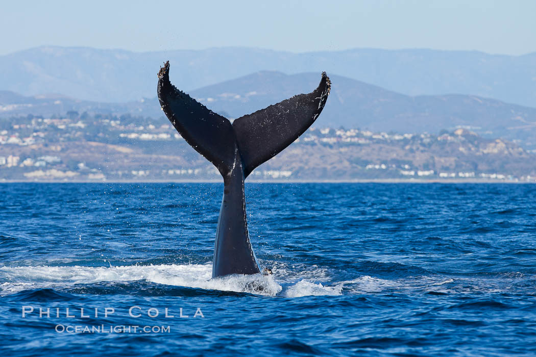 A humpback whale raises it fluke out of the water, the coast of Del Mar and La Jolla is visible in the distance. California, USA, Megaptera novaeangliae, natural history stock photograph, photo id 27129