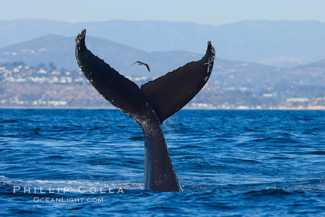A humpback whale raises it fluke out of the water, the coast of Del Mar and La Jolla is visible in the distance. California, USA, Megaptera novaeangliae, natural history stock photograph, photo id 27137