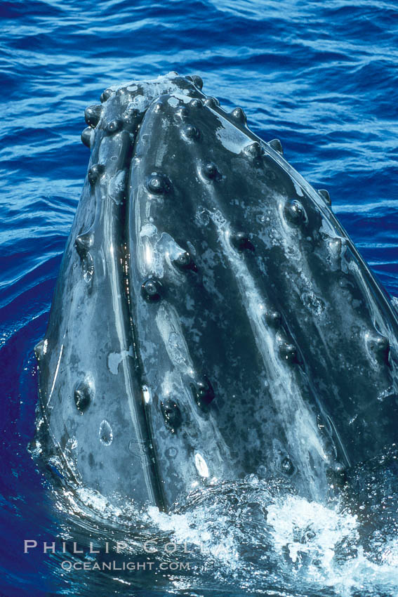 Humpback whale rostrum, dorsal aspect, showing tubercles. Maui, Hawaii, USA, Megaptera novaeangliae, natural history stock photograph, photo id 04314