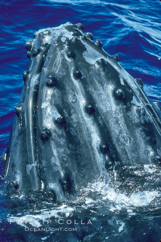 Humpback whale rostrum, dorsal aspect, showing tubercles. Maui, Hawaii, USA, Megaptera novaeangliae, natural history stock photograph, photo id 04318