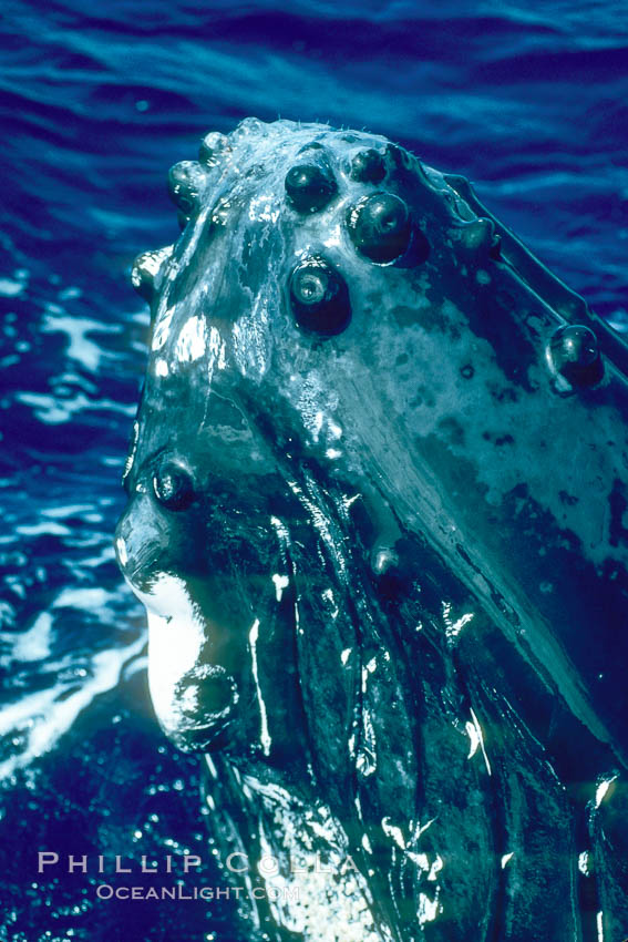 Humpback whale rostrum, ventral aspect showing chin and tubercles. Maui, Hawaii, USA, Megaptera novaeangliae, natural history stock photograph, photo id 04358