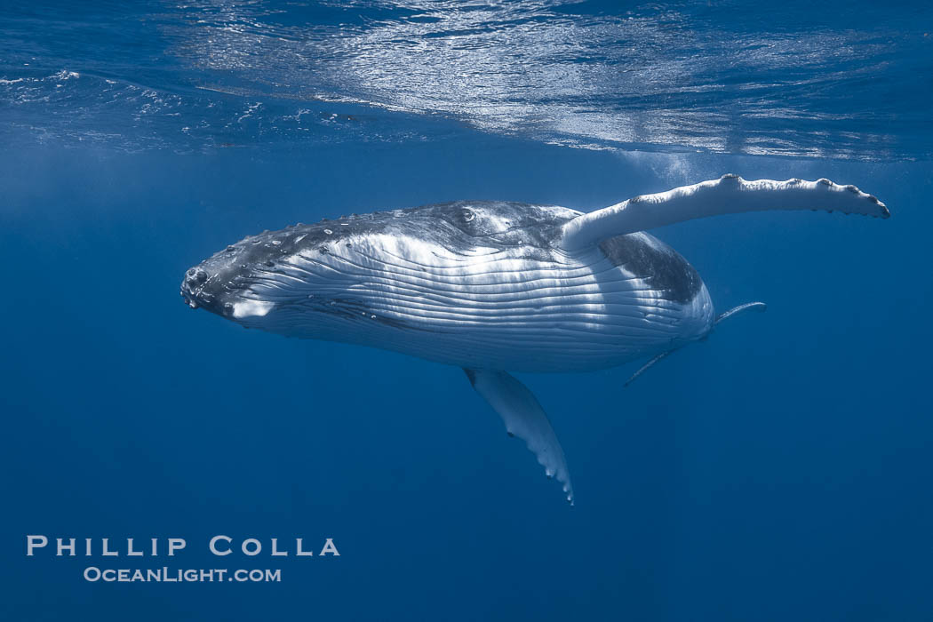 Solitary inquisitive humpback whale underwater near the island of Moorea, French Polynesia., Megaptera novaeangliae, natural history stock photograph, photo id 41330
