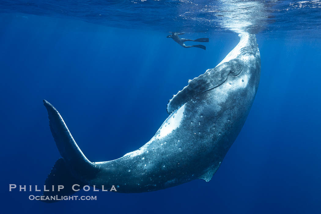 Solitary inquisitive humpback whale underwater near the island of Moorea, French Polynesia., Megaptera novaeangliae, natural history stock photograph, photo id 41342