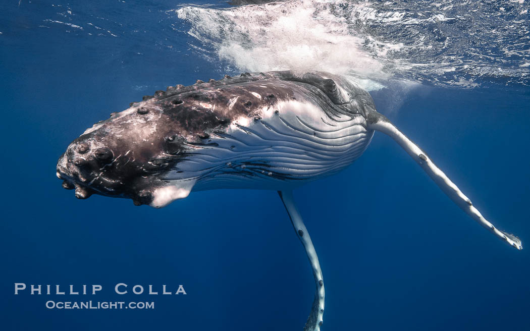 Solitary inquisitive humpback whale underwater near the island of Moorea, French Polynesia., Megaptera novaeangliae, natural history stock photograph, photo id 41346