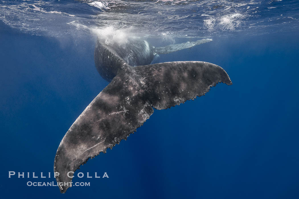 Solitary inquisitive humpback whale underwater near the island of Moorea, French Polynesia., Megaptera novaeangliae, natural history stock photograph, photo id 41350