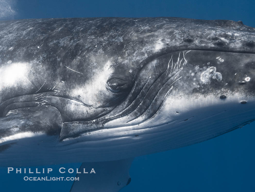 Solitary inquisitive humpback whale underwater near the island of Moorea, French Polynesia., Megaptera novaeangliae, natural history stock photograph, photo id 41354