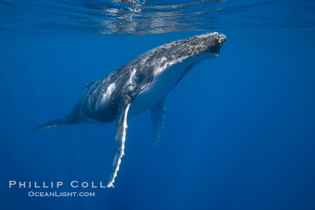 Solitary inquisitive humpback whale underwater near the island of Moorea, French Polynesia, Megaptera novaeangliae, Tahiti, France Solitary inquisitive humpback whale underwater near the island of Moorea, French Polynesia, Megaptera novaeangliae, Tahiti, France
