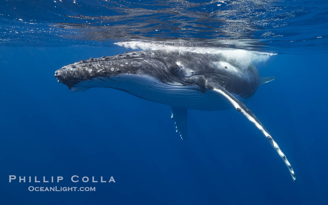 Solitary inquisitive humpback whale underwater near the island of Moorea, French Polynesia., Megaptera novaeangliae, natural history stock photograph, photo id 41344