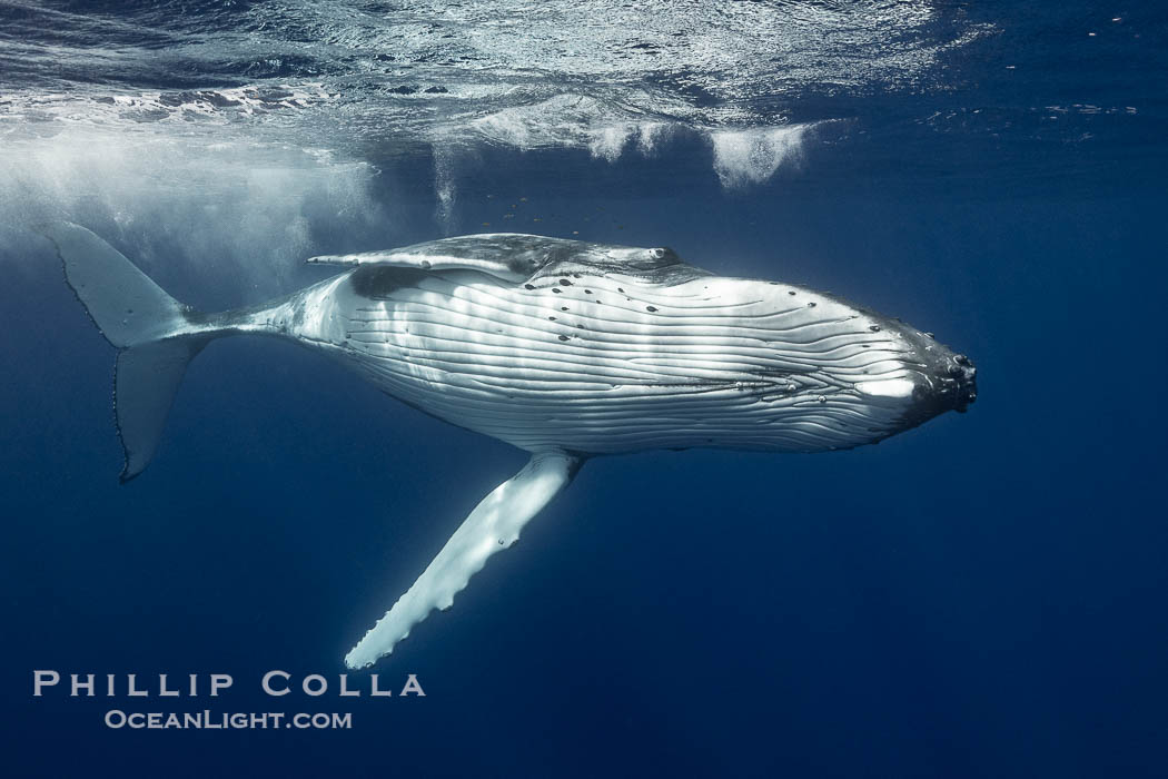 Solitary inquisitive humpback whale underwater near the island of Moorea, French Polynesia., Megaptera novaeangliae, natural history stock photograph, photo id 41348