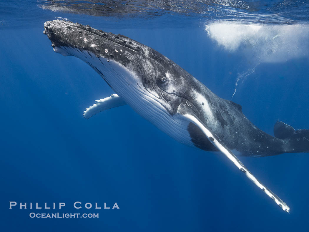 Solitary inquisitive humpback whale underwater near the island of Moorea, French Polynesia., Megaptera novaeangliae, natural history stock photograph, photo id 41352