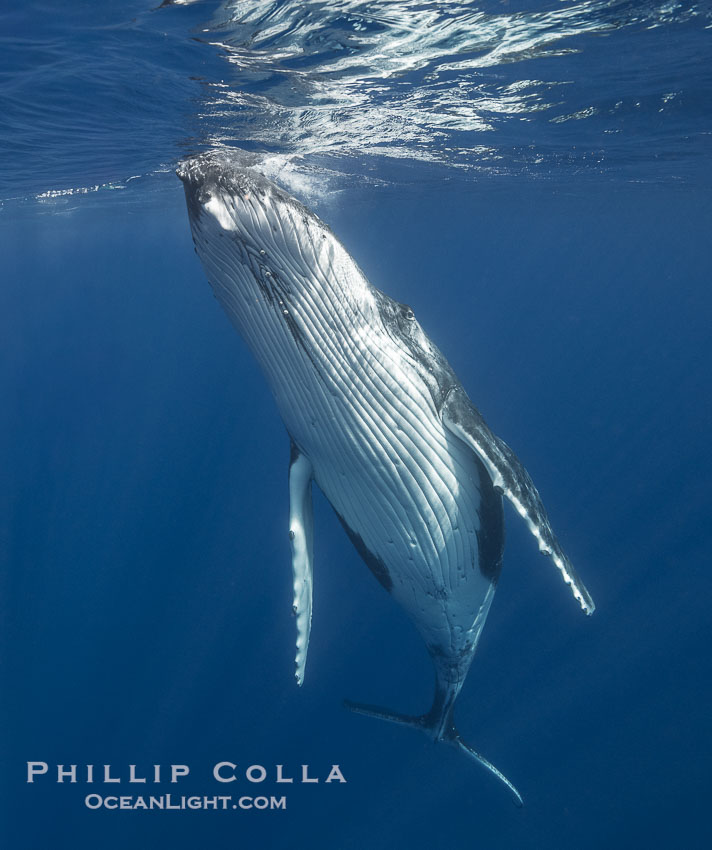 Solitary inquisitive humpback whale underwater near the island of Moorea, French Polynesia., Megaptera novaeangliae, natural history stock photograph, photo id 41368