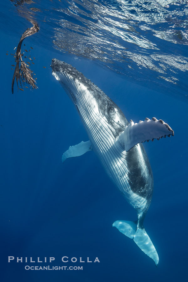 Solitary inquisitive humpback whale underwater near the island of Moorea, French Polynesia., Megaptera novaeangliae, natural history stock photograph, photo id 41380