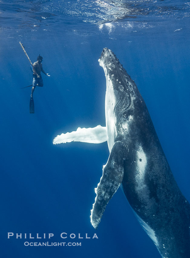 Solitary inquisitive humpback whale underwater near the island of Moorea, French Polynesia, Megaptera novaeangliae Solitary inquisitive humpback whale underwater near the island of Moorea, French Polynesia, Megaptera novaeangliae