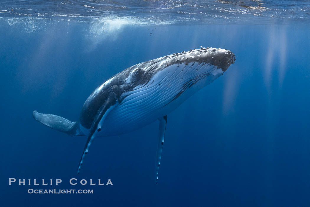 Solitary inquisitive humpback whale underwater near the island of Moorea, French Polynesia., Megaptera novaeangliae, natural history stock photograph, photo id 41343