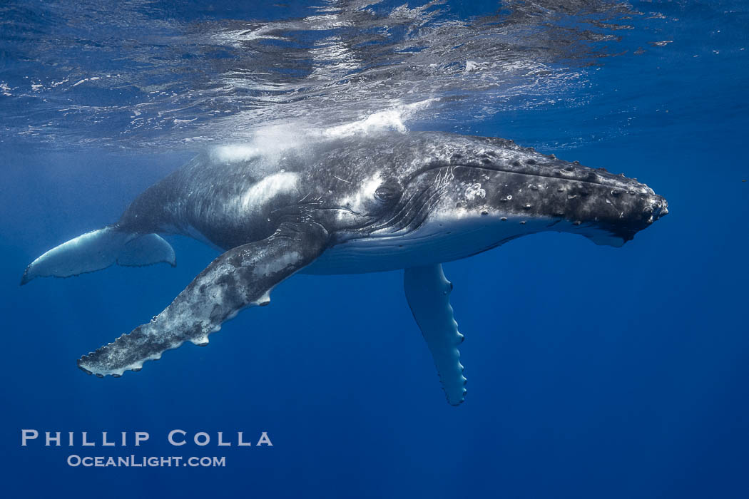 Solitary inquisitive humpback whale underwater near the island of Moorea, French Polynesia., Megaptera novaeangliae, natural history stock photograph, photo id 41347