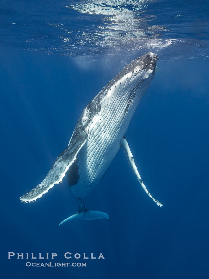 Solitary inquisitive humpback whale underwater near the island of Moorea, French Polynesia., Megaptera novaeangliae, natural history stock photograph, photo id 41379