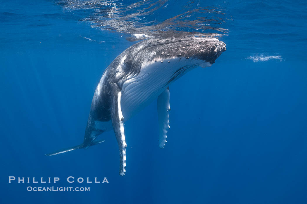 Solitary inquisitive humpback whale underwater near the island of Moorea, French Polynesia., Megaptera novaeangliae, natural history stock photograph, photo id 41383