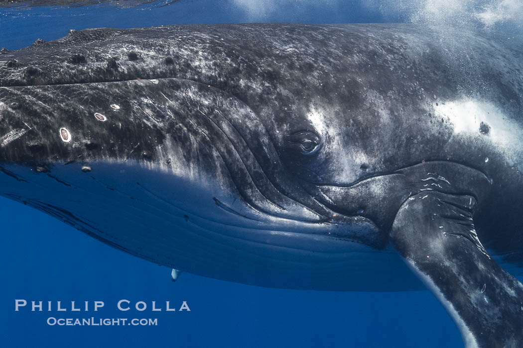 Solitary inquisitive humpback whale underwater near the island of Moorea, French Polynesia., Megaptera novaeangliae, natural history stock photograph, photo id 41403