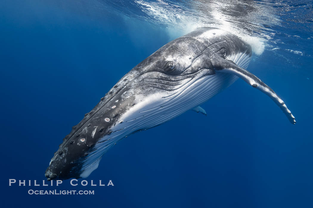Solitary inquisitive humpback whale underwater near the island of Moorea, French Polynesia., Megaptera novaeangliae, natural history stock photograph, photo id 41329
