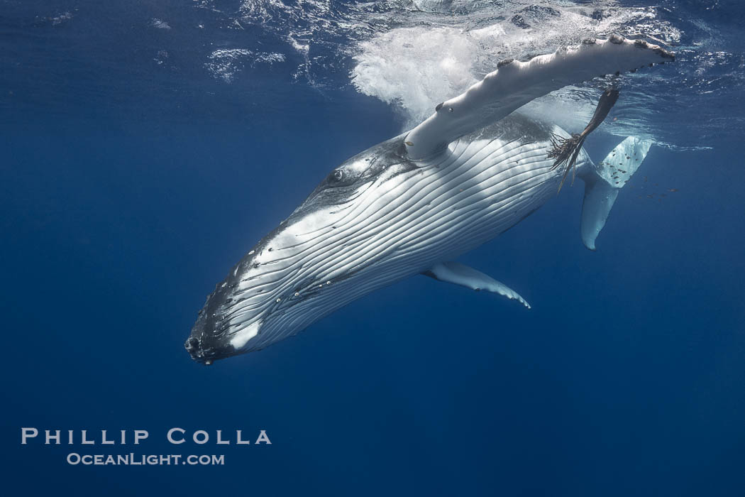Solitary inquisitive humpback whale underwater near the island of Moorea, French Polynesia., Megaptera novaeangliae, natural history stock photograph, photo id 41333