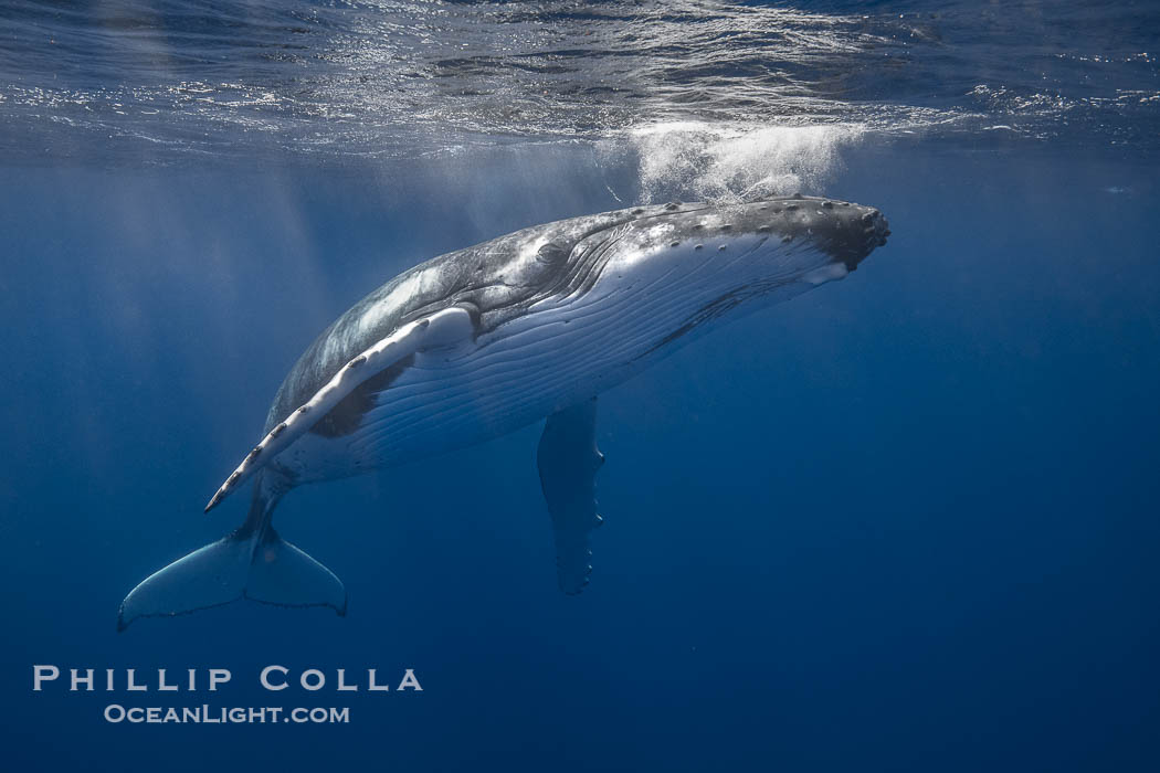 Solitary inquisitive humpback whale underwater near the island of Moorea, French Polynesia., Megaptera novaeangliae, natural history stock photograph, photo id 41337