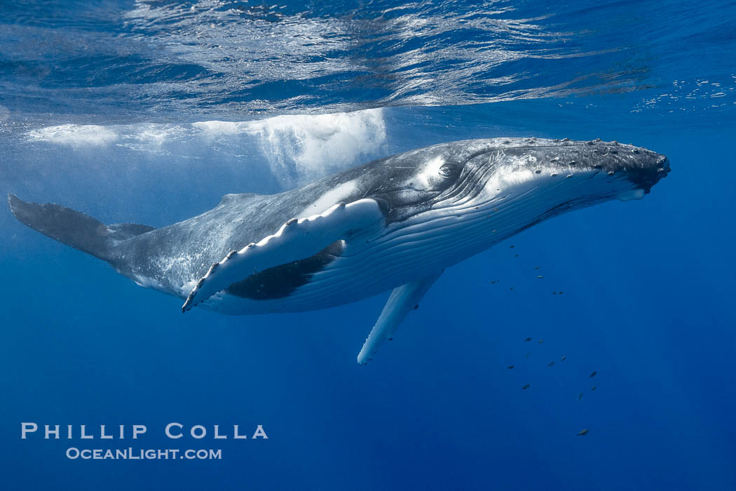Solitary inquisitive humpback whale underwater near the island of Moorea, French Polynesia., Megaptera novaeangliae, natural history stock photograph, photo id 41349