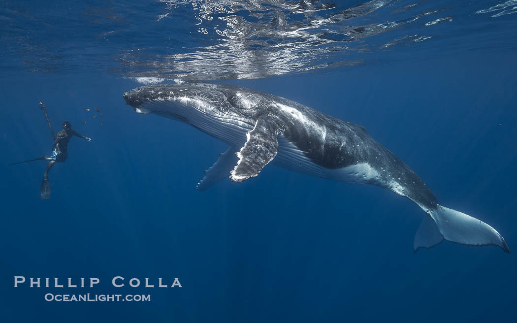 Solitary inquisitive humpback whale underwater near the island of Moorea, French Polynesia., Megaptera novaeangliae, natural history stock photograph, photo id 41353