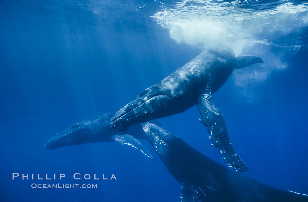 North Pacific humpback whales, socializing trio of adults. Maui, Hawaii, USA, Megaptera novaeangliae, natural history stock photograph, photo id 05934