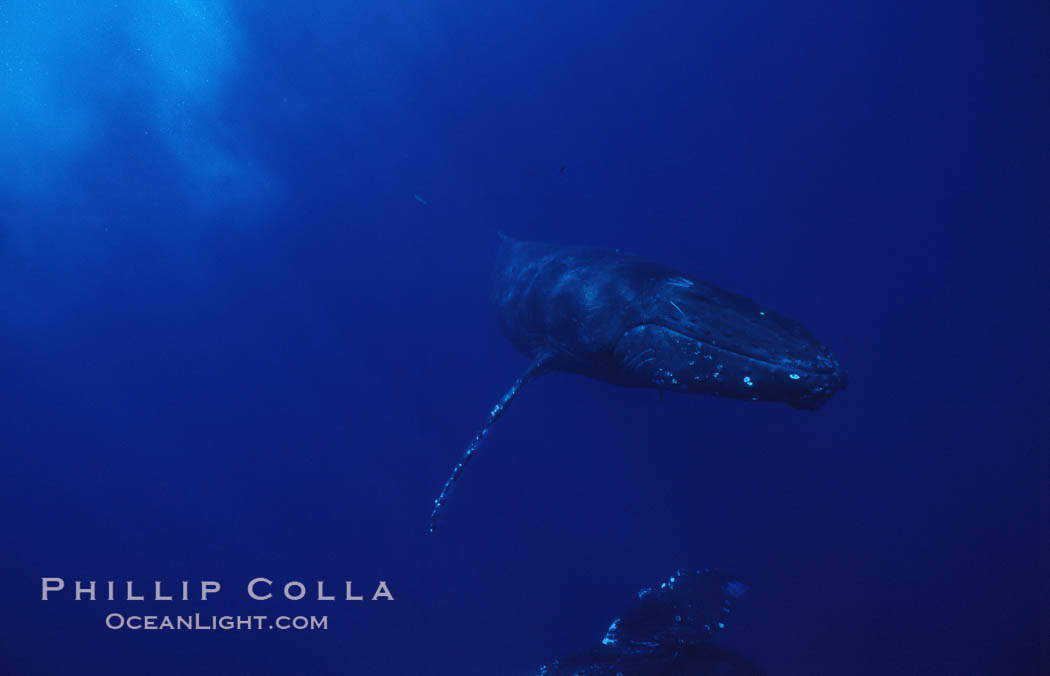 North Pacific humpback whale. Maui, Hawaii, USA, Megaptera novaeangliae, natural history stock photograph, photo id 05938