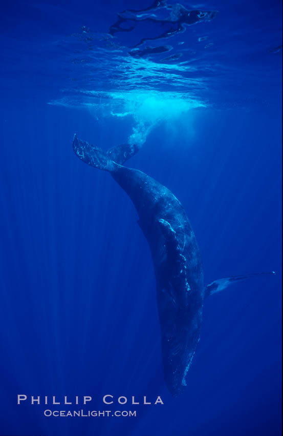 North Pacific humpback whale, head standing near surface. Maui, Hawaii, USA, Megaptera novaeangliae, natural history stock photograph, photo id 05942