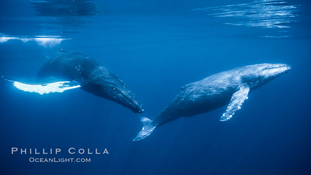 North Pacific humpback whales, part of a larger competitive group of humpbacks. Maui, Hawaii, USA, Megaptera novaeangliae, natural history stock photograph, photo id 05946