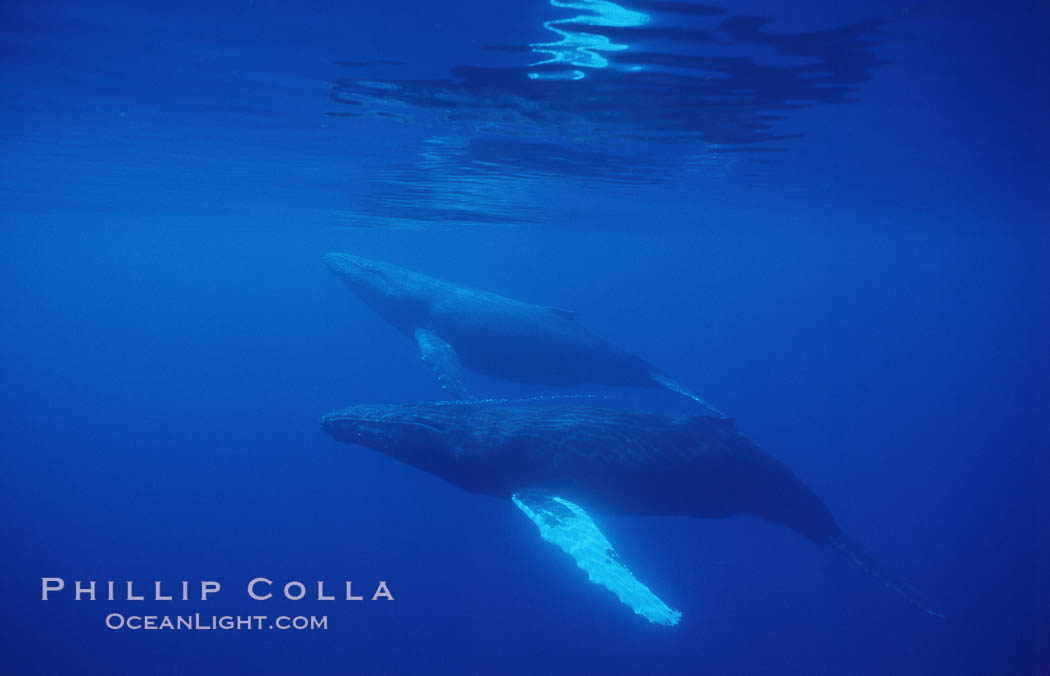 North Pacific humpback whales, part of competitive group. Maui, Hawaii, USA, Megaptera novaeangliae, natural history stock photograph, photo id 05950