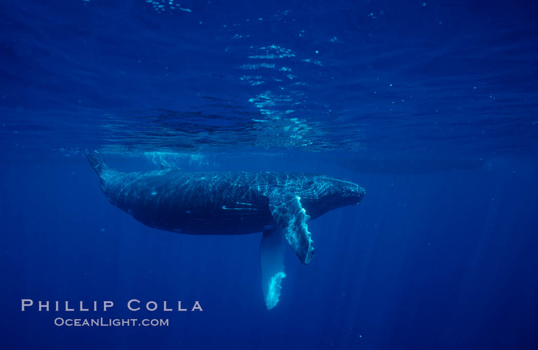 North Pacific humpback whale, calf. Maui, Hawaii, USA, Megaptera novaeangliae, natural history stock photograph, photo id 05954