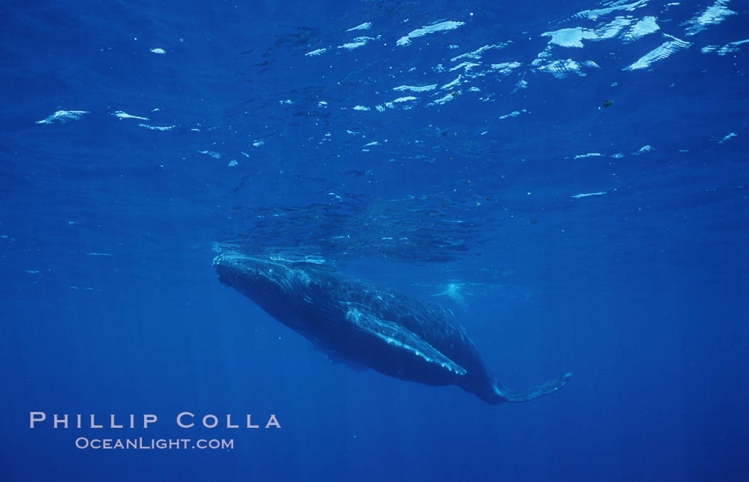 North Pacific humpback whale, calf. Maui, Hawaii, USA, Megaptera novaeangliae, natural history stock photograph, photo id 05958