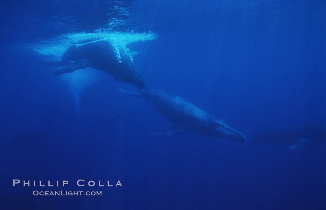 North Pacific humpback whale, competitive group. Maui, Hawaii, USA, Megaptera novaeangliae, natural history stock photograph, photo id 05970