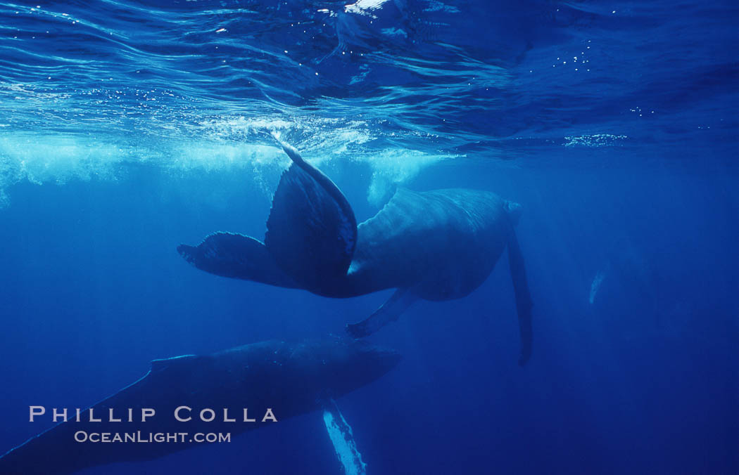 North Pacific humpback whale. Maui, Hawaii, USA, Megaptera novaeangliae, natural history stock photograph, photo id 06002