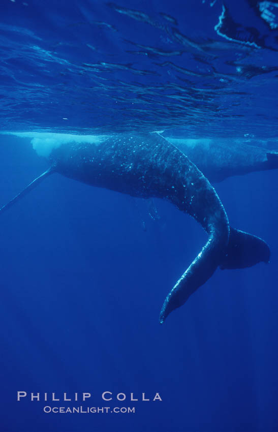 North Pacific humpback whale. Maui, Hawaii, USA, Megaptera novaeangliae, natural history stock photograph, photo id 06010