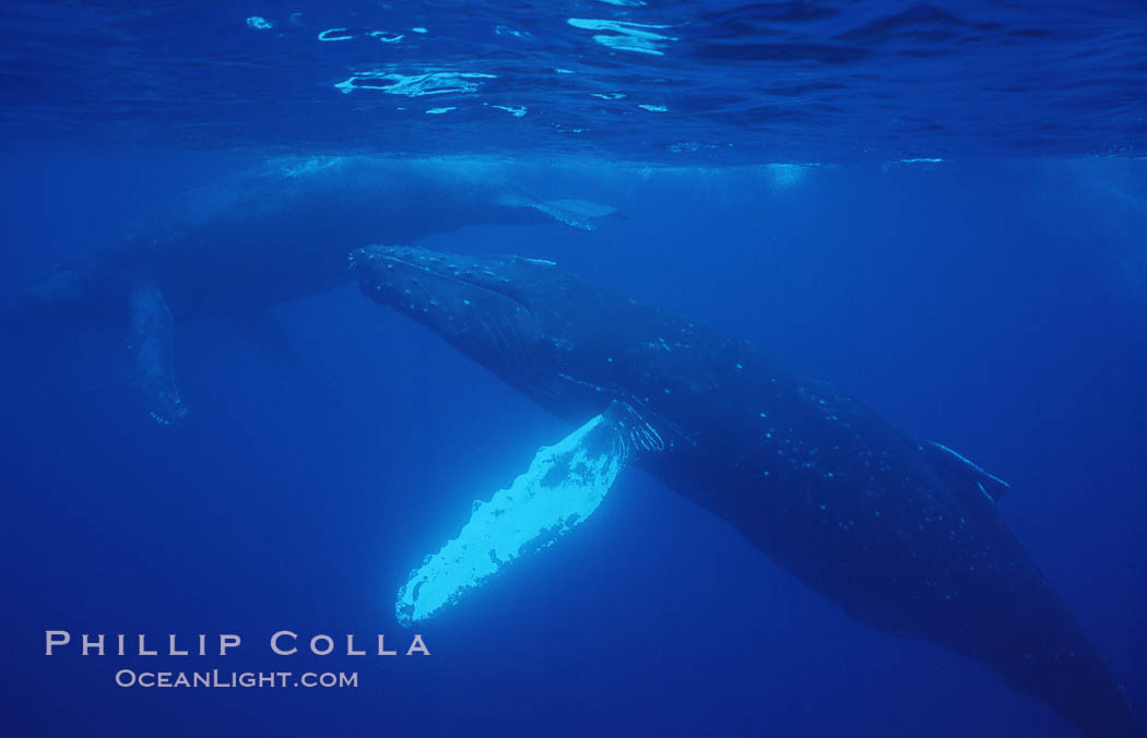 North Pacific humpback whale., Megaptera novaeangliae, natural history stock photograph, photo id 06014