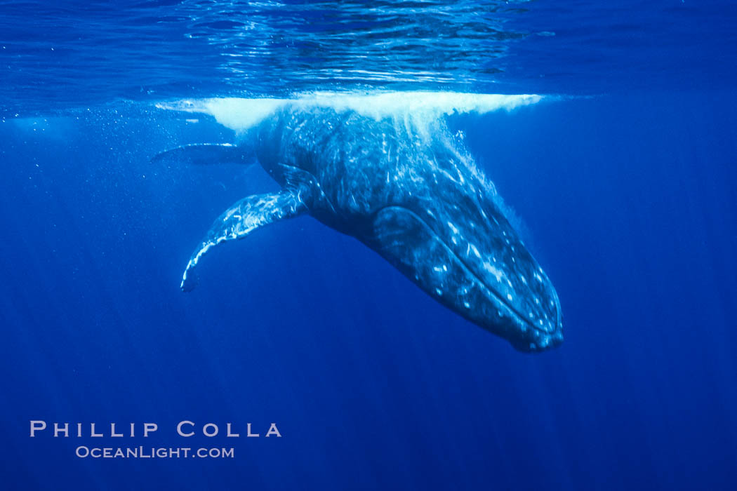 North Pacific humpback whale underwater. Maui, Hawaii, USA, natural history stock photograph, photo id 06018
