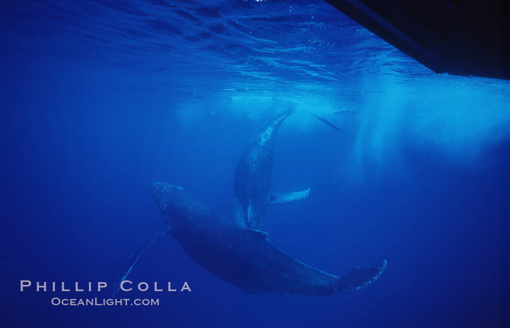 North Pacific humpback whale. Maui, Hawaii, USA, Megaptera novaeangliae, natural history stock photograph, photo id 06030