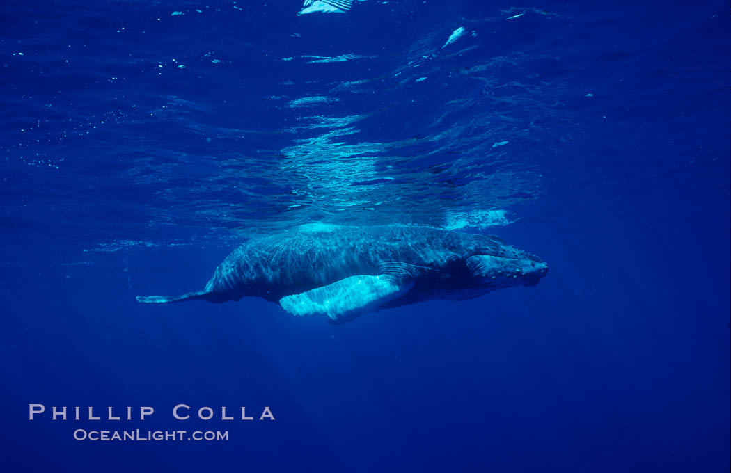 North Pacific humpback whale, calf. Maui, Hawaii, USA, Megaptera novaeangliae, natural history stock photograph, photo id 06046