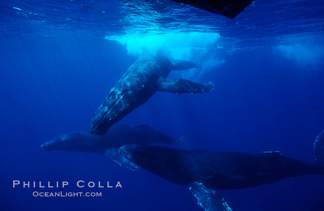 North Pacific humpback whales, socializing trio of adults. Maui, Hawaii, USA, Megaptera novaeangliae, natural history stock photograph, photo id 05932