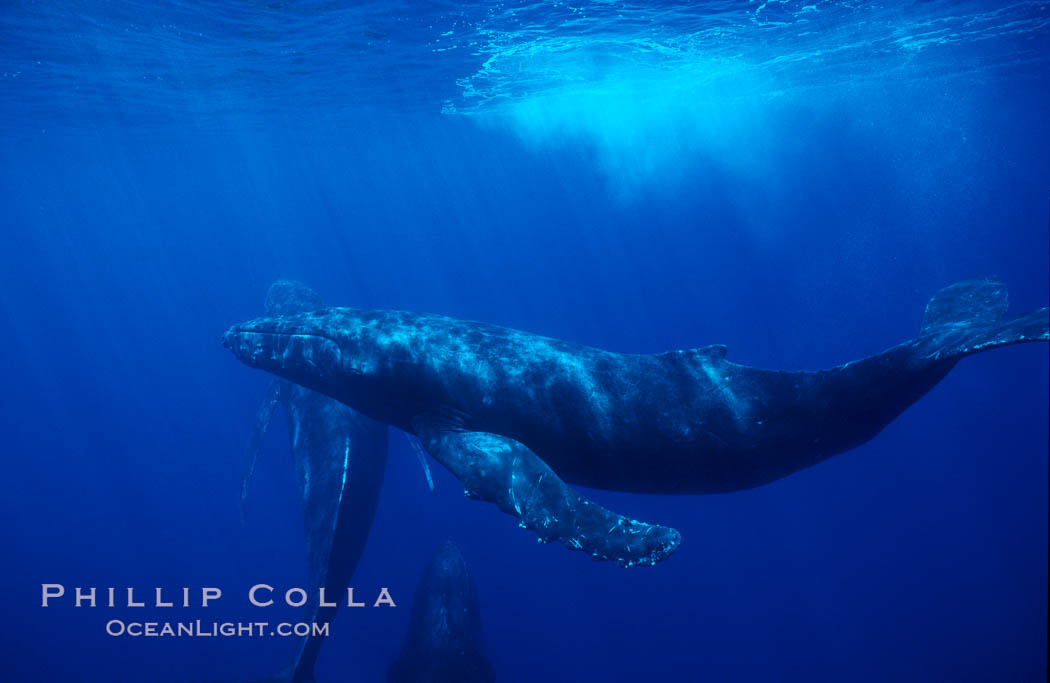 North Pacific humpback whale. Maui, Hawaii, USA, Megaptera novaeangliae, natural history stock photograph, photo id 05936