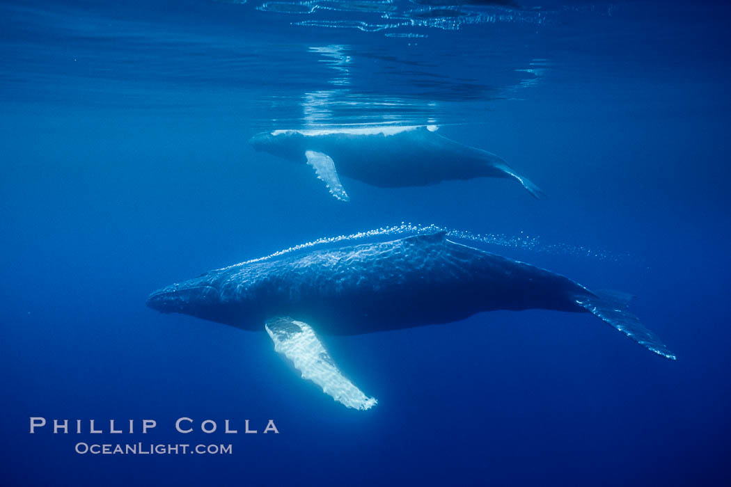 North Pacific humpback whales, part of a larger competitive group of humpbacks. Maui, Hawaii, USA, Megaptera novaeangliae, natural history stock photograph, photo id 05952