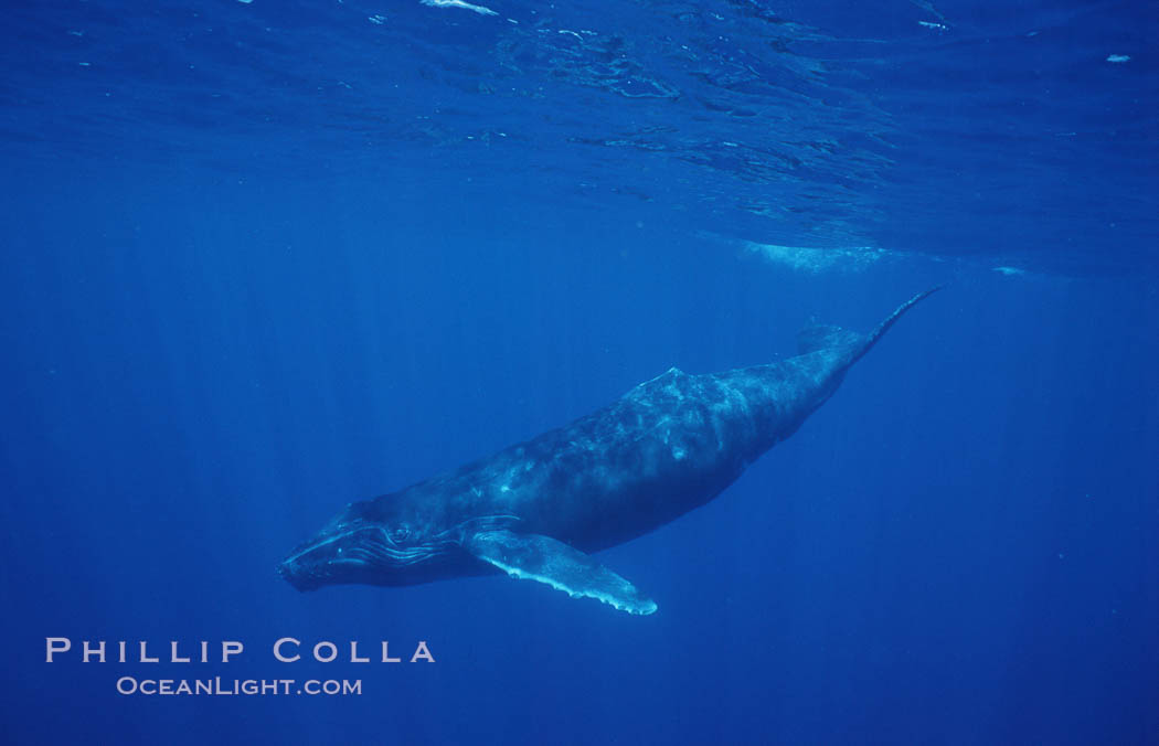 North Pacific humpback whale, calf. Maui, Hawaii, USA, Megaptera novaeangliae, natural history stock photograph, photo id 05956